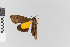  ( - EcEs-Lep-02512)  @11 [ ] copyright (2024) Gunnar Brehm Friedrich-Schiller-University Jena