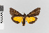  ( - EcEs-Lep-02513)  @11 [ ] copyright (2024) Gunnar Brehm Friedrich-Schiller-University Jena