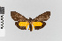  ( - EcEs-Lep-02514)  @11 [ ] copyright (2024) Gunnar Brehm Friedrich-Schiller-University Jena