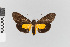  ( - EcEs-Lep-02661)  @11 [ ] copyright (2024) Gunnar Brehm Friedrich-Schiller-University Jena