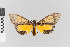  ( - EcEs-Lep-02711)  @11 [ ] copyright (2024) Gunnar Brehm Friedrich-Schiller-University Jena