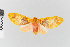  ( - EcEs-Lep-04283)  @11 [ ] copyright (2024) Gunnar Brehm Phyletisches Museum Jena