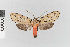  (Eucereon dognini - EcEs-Lep-05374)  @11 [ ] copyright (2024) Gunnar Brehm Friedrich-Schiller-University Jena