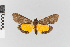  ( - EcEs-Lep-08011)  @11 [ ] copyright (2024) Gunnar Brehm Phyletisches Museum Jena