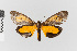  ( - EcEs-Lep-08043)  @11 [ ] copyright (2024) Gunnar Brehm Phyletisches Museum Jena