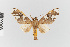  ( - EcEs-Lep-08322)  @11 [ ] copyright (2024) Gunnar Brehm Phyletisches Museum Jena