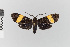  (Loxozona nr. nitens - EcEs-Lep-08546)  @11 [ ] copyright (2025) Gunnar Brehm Friedrich-Schiller-University Jena
