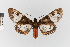  (Dyssschema - EcEs-Lep-09263)  @11 [ ] copyright (2024) Gunnar Brehm Phyletisches Museum Jena