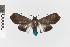  ( - EcEs-Lep-10531)  @11 [ ] copyright (2025) Gunnar Brehm Friedrich-Schiller-University Jena