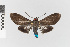  ( - EcEs-Lep-10563)  @11 [ ] copyright (2025) Gunnar Brehm Friedrich-Schiller-University Jena