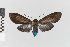  ( - EcEs-Lep-10568)  @11 [ ] copyright (2025) Gunnar Brehm Friedrich-Schiller-University Jena
