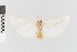  ( - EcEs-Lep-11714)  @11 [ ] copyright (2024) Gunnar Brehm Phyletisches Museum Jena