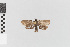  ( - EcEs-Lep-12115)  @11 [ ] copyright (2024) Gunnar Brehm Phyletisches Museum Jena