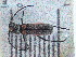  ( - LK0088)  @11 [ ] Attribution Non-Commercial Share-Alike (2020) Lech Karpinski Museum and Institute of Zoology, Polish Academy of Sciences