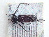  ( - LK0101)  @11 [ ] Attribution Non-Commercial Share-Alike (2020) Lech Karpinski Museum and Institute of Zoology, Polish Academy of Sciences