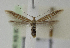  ( - BC KS 00102)  @14 [ ] CreativeCommons - Attribution Non-Commercial (2010) Matthias Nuss Senckenberg Museum of Zoology, Dresden