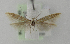  ( - BC KS 00163)  @11 [ ] CreativeCommons - Attribution Non-Commercial (2010) Matthias Nuss Senckenberg Museum of Zoology, Dresden