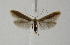  ( - BC KS 00018)  @13 [ ] CreativeCommons - Attribution Non-Commercial (2010) Matthias Nuss Senckenberg Museum of Zoology, Dresden