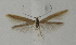 ( - BC KS 00082)  @13 [ ] CreativeCommons - Attribution Non-Commercial (2010) Matthias Nuss Senckenberg Museum of Zoology, Dresden