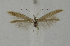  ( - BC KS 00086)  @13 [ ] CreativeCommons - Attribution Non-Commercial (2010) Matthias Nuss Senckenberg Museum of Zoology, Dresden