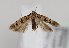  (Deltophora maculata - TLMF Lep 21325)  @14 [ ] CreativeCommons - Attribution Non-Commercial Share-Alike (2016) Peter Huemer Tiroler Landesmuseum