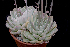  (Echeveria halbingeri var. halbingeri - DJ-1318)  @11 [ ] CreativeCommons - Attribution Non-Commercial Share-Alike (2017) Luis Emilio de la Cruz UNAM