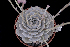  (Echeveria lilacina - EK-2957)  @11 [ ] CreativeCommons - Attribution Non-Commercial Share-Alike (2017) Luis Emilio de la Cruz UNAM