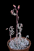  (Echeveria cuspidata var. zaragozae - EK-2967)  @11 [ ] CreativeCommons - Attribution Non-Commercial Share-Alike (2017) Luis Emilio de la Cruz UNAM
