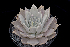  (Echeveria juliana - EK-3056)  @11 [ ] CreativeCommons - Attribution Non-Commercial Share-Alike (2017) Luis Emilio de la Cruz UNAM