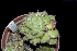  (Echeveria setosa var. ciliata - JE-5152)  @11 [ ] CreativeCommons - Attribution Non-Commercial Share-Alike (2017) Luis Emilio de la Cruz UNAM