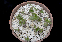  (Echeveria spectabilis - JE-5755)  @11 [ ] CreativeCommons - Attribution Non-Commercial Share-Alike (2017) Luis Emilio de la Cruz UNAM