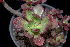  (Echeveria viridissima - JE-6275a)  @11 [ ] CreativeCommons - Attribution Non-Commercial Share-Alike (2017) Luis Emilio de la Cruz UNAM