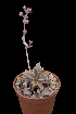  (Echeveria olivacea - JE-6402)  @11 [ ] CreativeCommons - Attribution Non-Commercial Share-Alike (2017) Luis Emilio de la Cruz UNAM