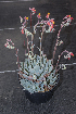  (Echeveria subalpina - JE-6643)  @11 [ ] CreativeCommons - Attribution Non-Commercial Share-Alike (2017) Luis Emilio de la Cruz UNAM