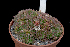  (Echeveria bella f. major - JE-7312)  @11 [ ] CreativeCommons - Attribution Non-Commercial Share-Alike (2017) Luis Emilio de la Cruz UNAM