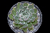  (Echeveria chazaroi - JE-7735)  @11 [ ] CreativeCommons - Attribution Non-Commercial Share-Alike (2017) Luis Emilio de la Cruz UNAM