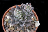  (Echeveria sessiliflora - JE-8441)  @11 [ ] CreativeCommons - Attribution Non-Commercial Share-Alike (2017) Luis Emilio de la Cruz UNAM