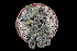  (Echeveria nodulosa - JE-8778)  @11 [ ] CreativeCommons - Attribution Non-Commercial Share-Alike (2017) Luis Emilio de la Cruz UNAM