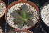  (Echeveria fimbriata - JE-8794)  @11 [ ] CreativeCommons - Attribution Non-Commercial Share-Alike (2017) Luis Emilio de la Cruz UNAM
