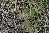  (Echeveria rubromarginata - LED-192)  @11 [ ] CreativeCommons - Attribution Non-Commercial Share-Alike (2017) Luis Emilio de la Cruz UNAM