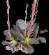  (Echeveria fulgens var. obtusifolia - JE-6738-2)  @11 [ ] CreativeCommons - Attribution Share-Alike (2018) Luis Emilio de la Cruz Universidad Nacional Autonoma de Mexico