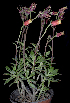 (Echeveria harmsii - EH-01)  @11 [ ] CreativeCommons  Attribution Non-Commercial (by-nc) (2018) Luis Emilio de la Cruz López Universidad Nacional Autonoma de Mexico, UNAM