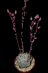  (Echeveria chihuahuensis - EK-3108-2)  @11 [ ] CreativeCommons  Attribution Non-Commercial (by-nc) (2018) Luis Emilio de la Cruz López Universidad Nacional Autonoma de Mexico, UNAM