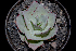  ( - EK-3202-1)  @11 [ ] CreativeCommons  Attribution Non-Commercial (by-nc) (2018) Luis Emilio de la Cruz López Universidad Nacional Autonoma de Mexico, UNAM