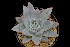  (Echeveria colorata - EK-3815)  @11 [ ] CreativeCommons  Attribution Non-Commercial (2018) Universidad Nacional Autónoma de Mëxico UNAM