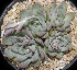  (Echeveria sanchez-mejoradae - ESM-02)  @11 [ ] CreativeCommons  Attribution Non-Commercial (2018) Universidad Nacional Autónoma de Mëxico UNAM