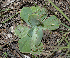  (Echeveria aff. fulgens - JE-8056-1)  @11 [ ] CreativeCommons - Attribution Share-Alike (2019) Unspecified Universidad Nacional Autonoma de Mexico
