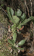  ( - JE-8805-3)  @11 [ ] CreativeCommons - Attribution Share-Alike (2019) Unspecified Universidad Nacional Autonoma de Mexico