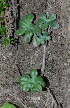  (Echeveria alata - JE-6443)  @11 [ ] CreativeCommons - Attribution Share-Alike (2019) Unspecified Universidad Nacional Autonoma de Mexico