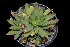  (Echeveria walpoleana - JE-5029-3)  @11 [ ] CreativeCommons  Attribution Non-Commercial (by-nc) (2018) Luis Emilio de la Cruz López Universidad Nacional Autonoma de Mexico, UNAM